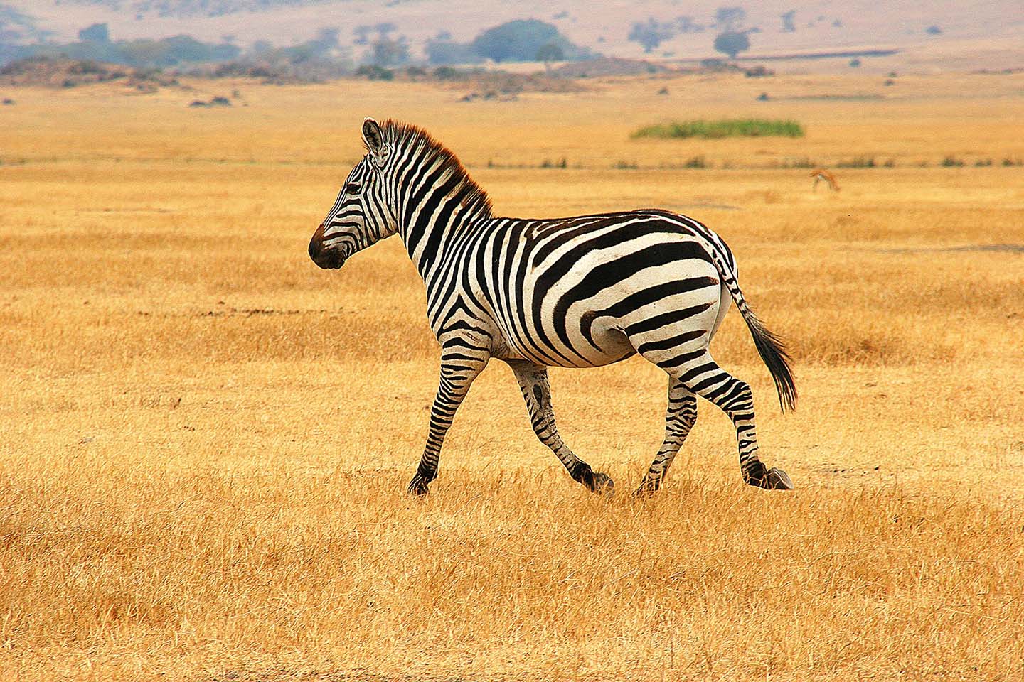 Zebra, Ngorongoro Krater