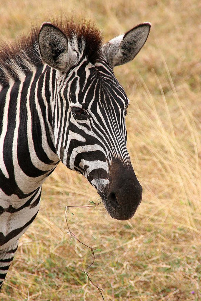 Zebra, Ngorongoro Krater