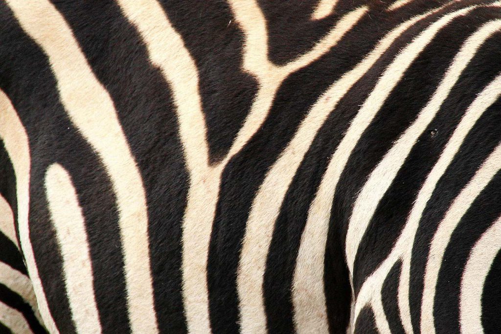 Zebra en detail, Ngorongoro Krater