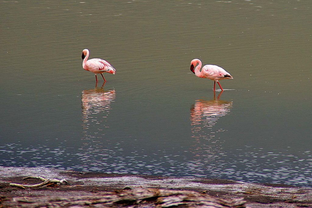 Flamingos, Lake Embakai