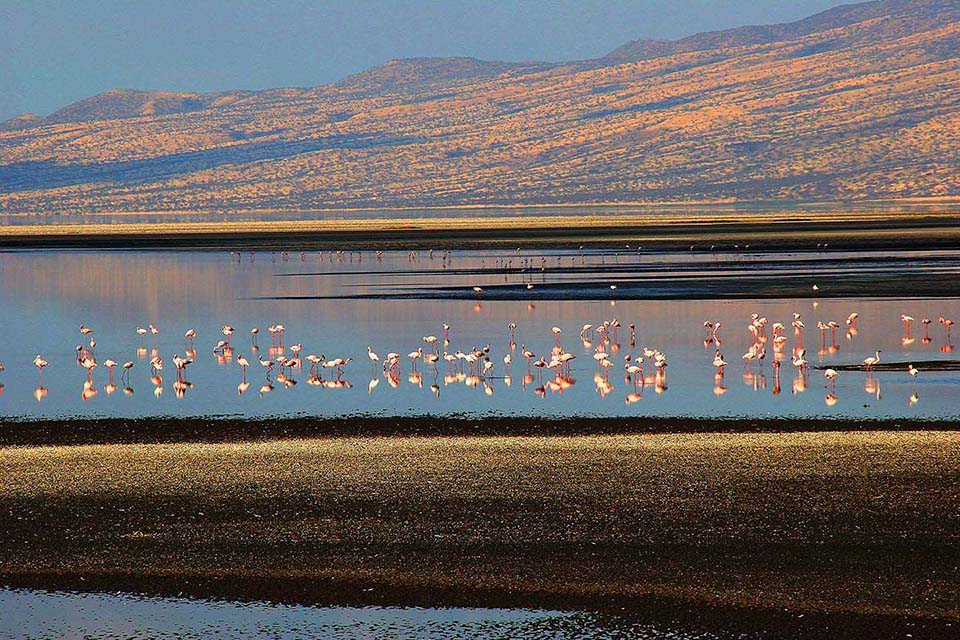 Flamingos, Lake Natron