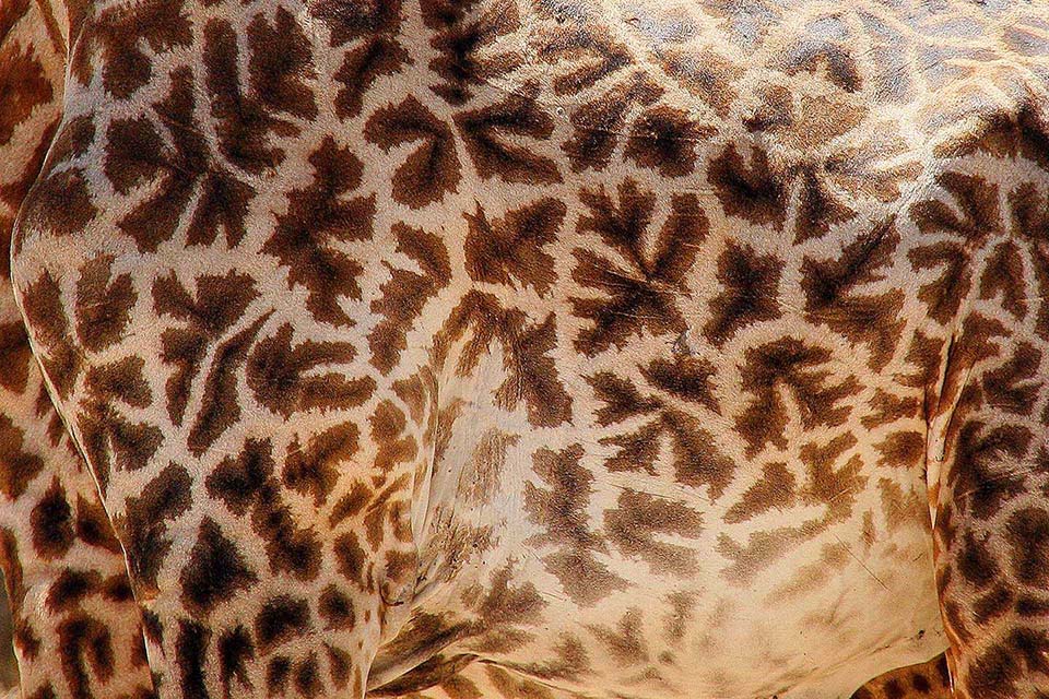 Giraffe en detail, Ruaha NP