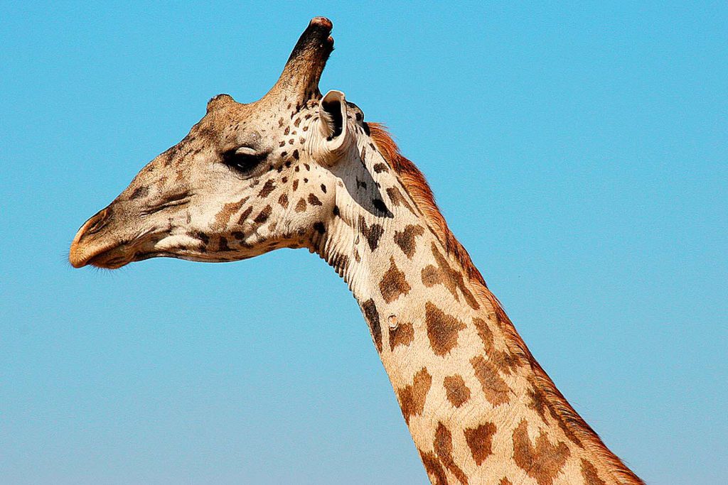 Giraffe, Ruaha NP