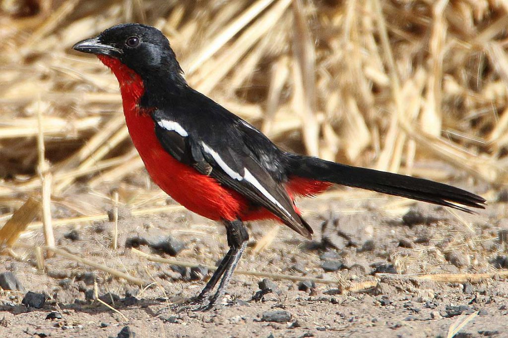 Rotbauchwürger, Central Kalahari GR