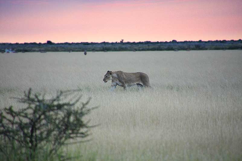 Löwin in der Piper Pan, Central Kalahari GR