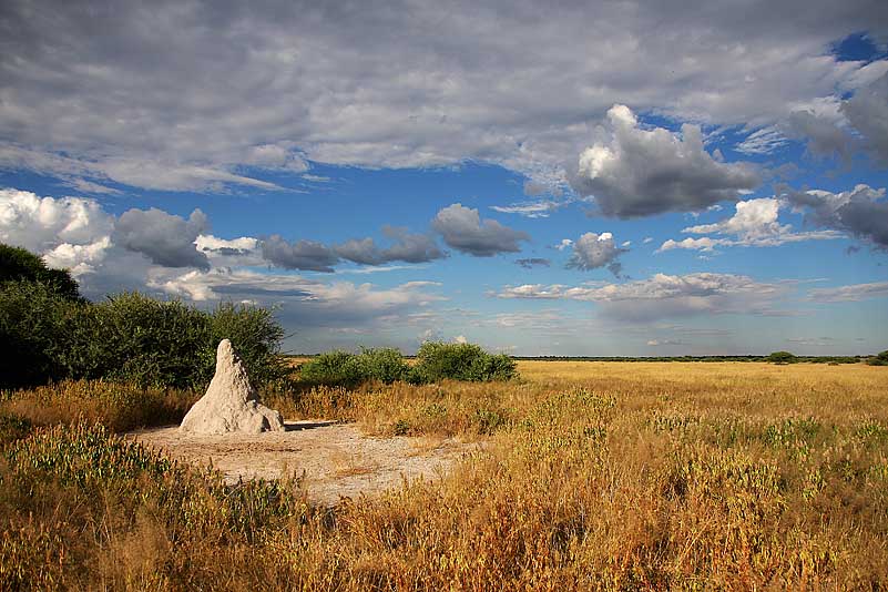 Central Kalahari GR