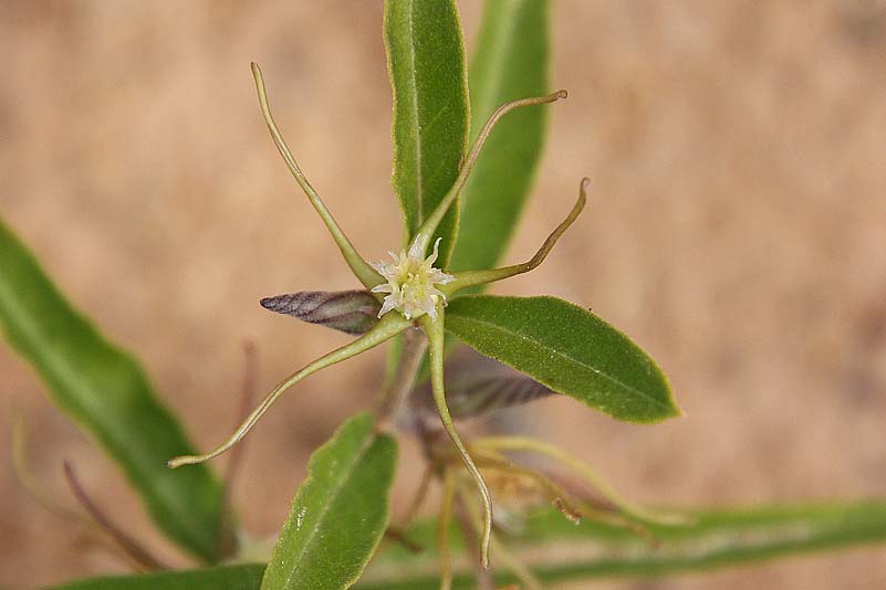 Fockea angustifolia, Hwange NP