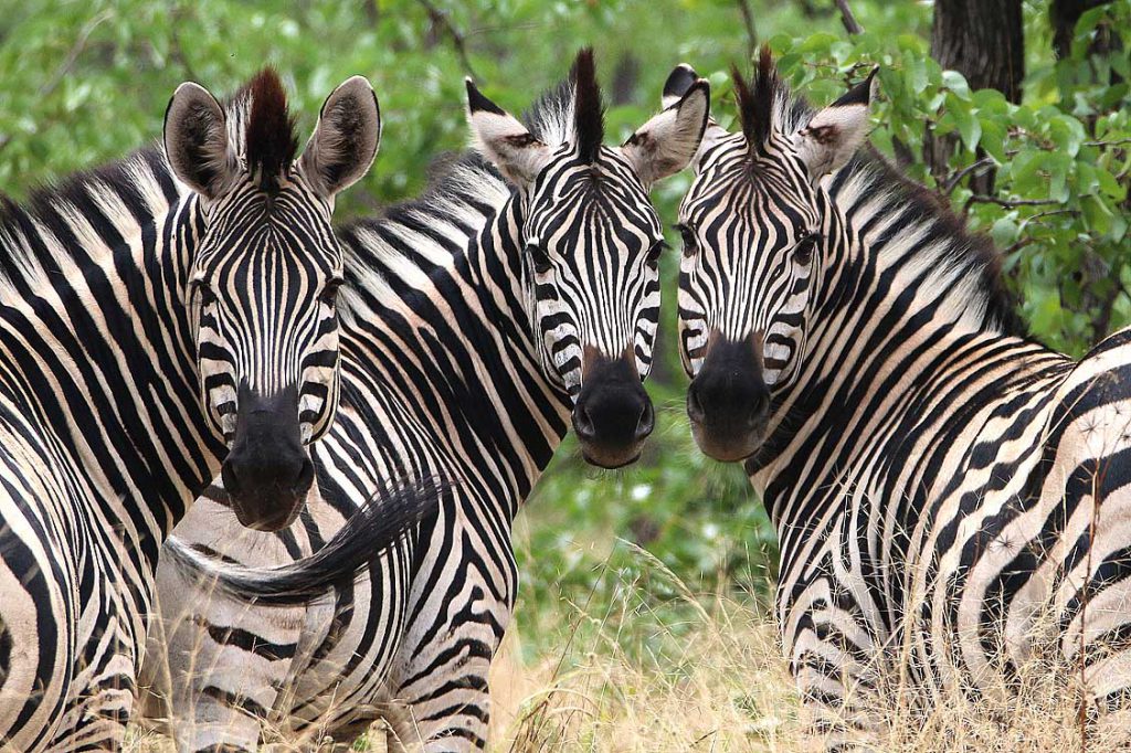 Zebras, Makgadikgadi Pans