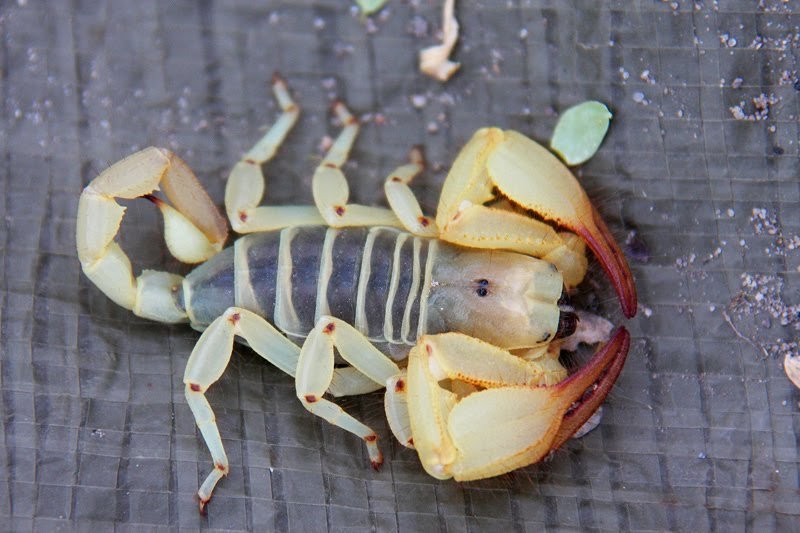 Skorpion unter unserem Zelt