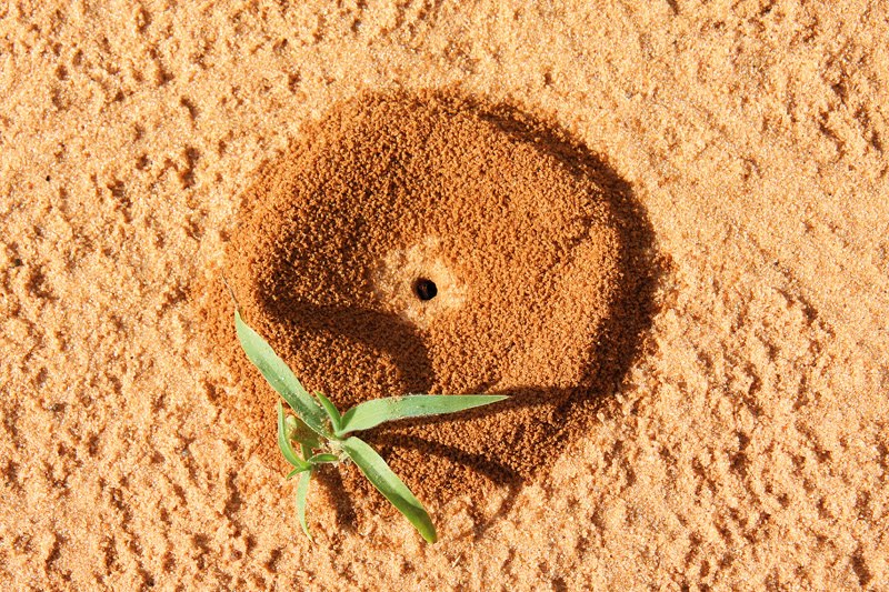 Bau eines Ameisenlöwen mit Sinn fürs Gärtnerische