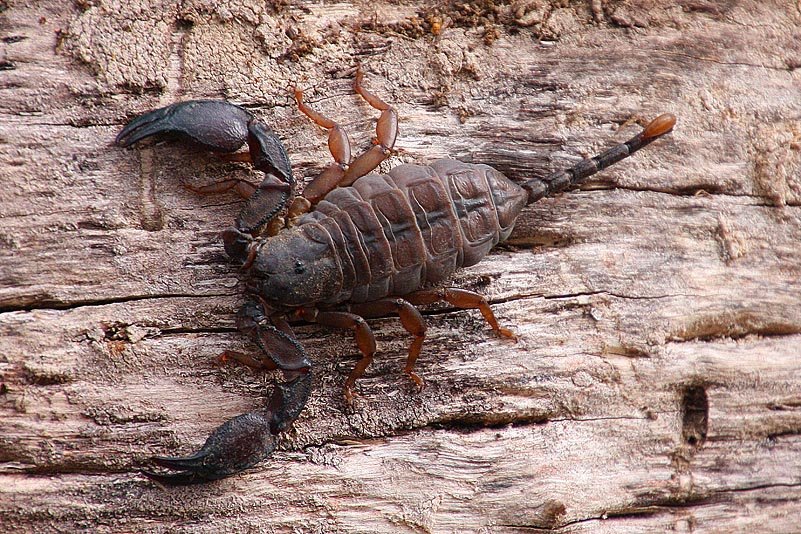 Madagaskar-Skorpion (Opisthacanthus madagascariensis)