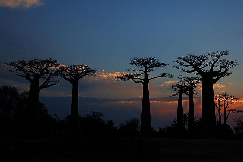 Baobab Allee, Avenue of Baobabs, Allée des Baobabs, Morondava