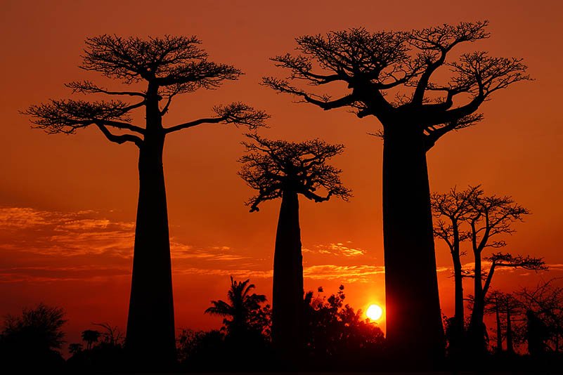 Baobab Allee, Avenue of Baobabs, Allée des Baobabs, Morondava