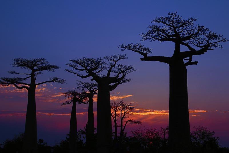 Baobab Allee, Avenue of Baobabs, Allée des Baobabs
