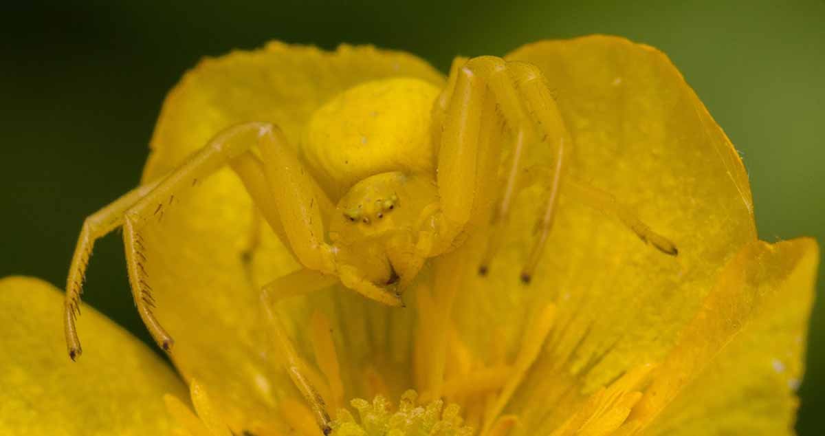 Farbwechsel, Krabbenspinne auf gelber Blüte