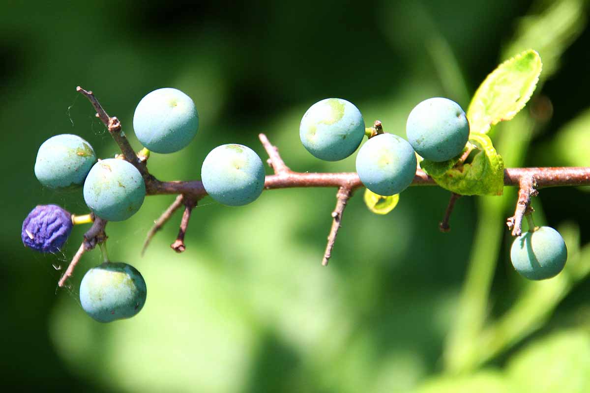 Beeren der Schlehe (Prunus spinosa)