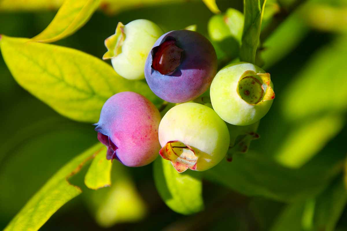 Blaubeeren (Vaccinium myrtillus)