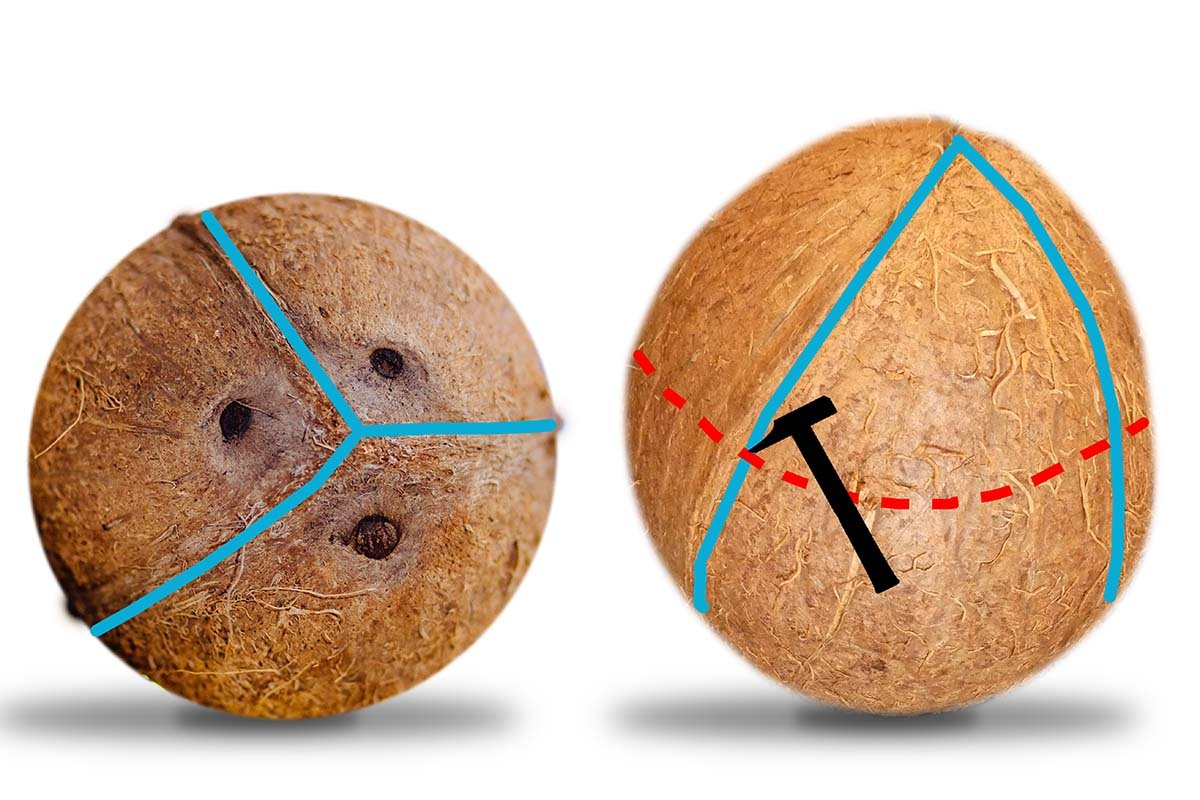Kiefernholz goes kolonial – so öffnet man eine Kokosnuss