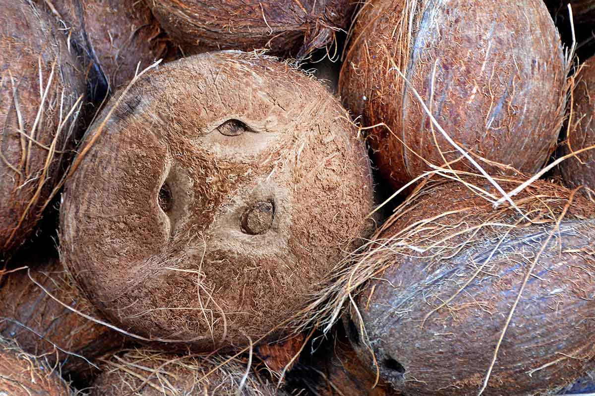 Kiefernholz goes kolonial – Kokoshaufen mit Gesicht