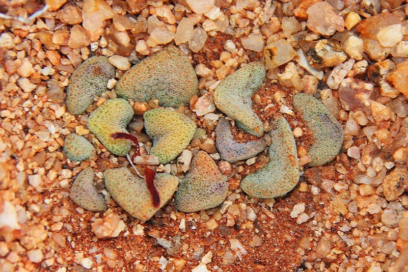 Crassula mesembryanthemopsis - Wilderei
