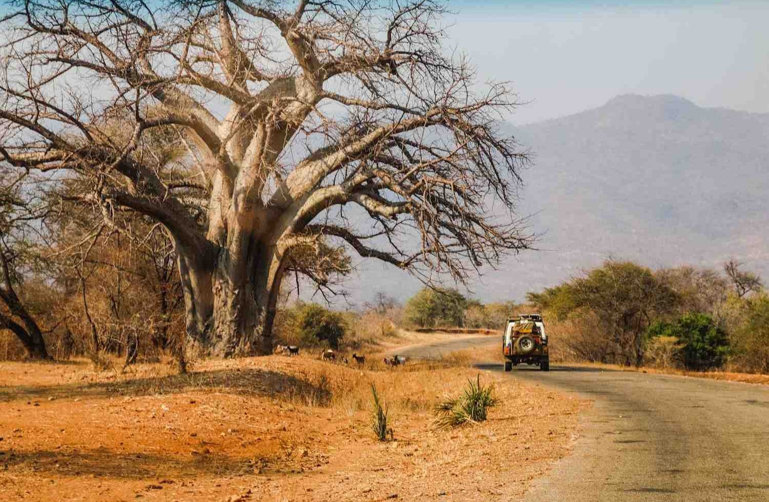Imposanter Baobab, Mavuradonha Mountains