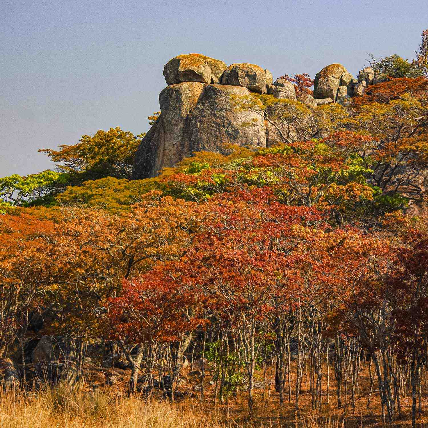 Typische Granitfelsen Throne über frühlingshaftem Miombowald, Gosho Park