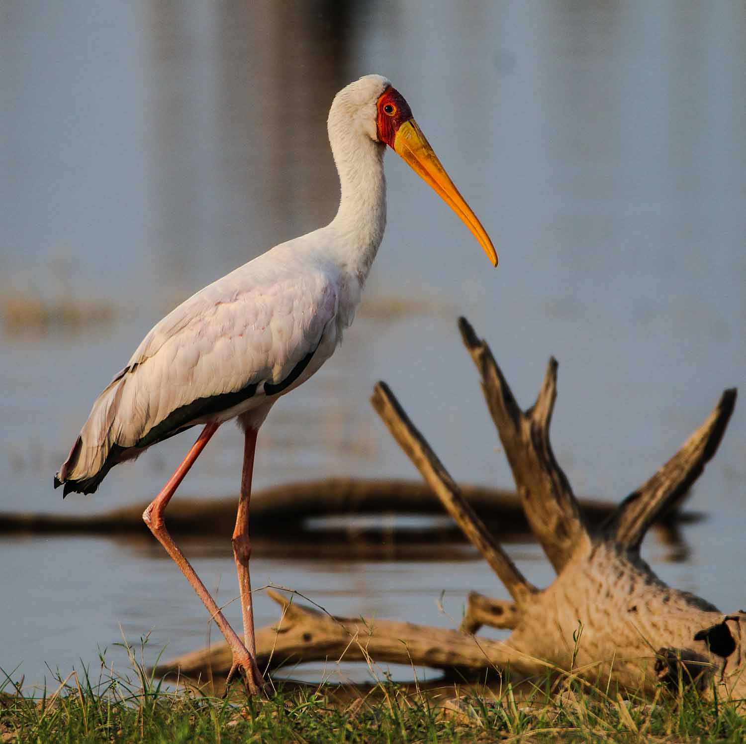 Er sieht gar nicht so gierig aus, der Nimmersatt (Mycteria ibis) – Lake Kariba