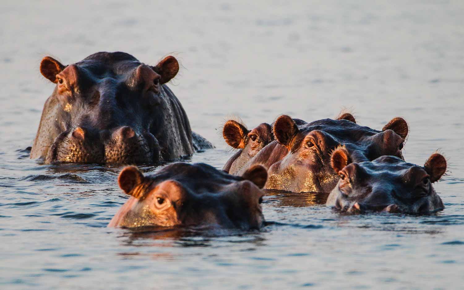 Hippofamilie, Lake Kariba
