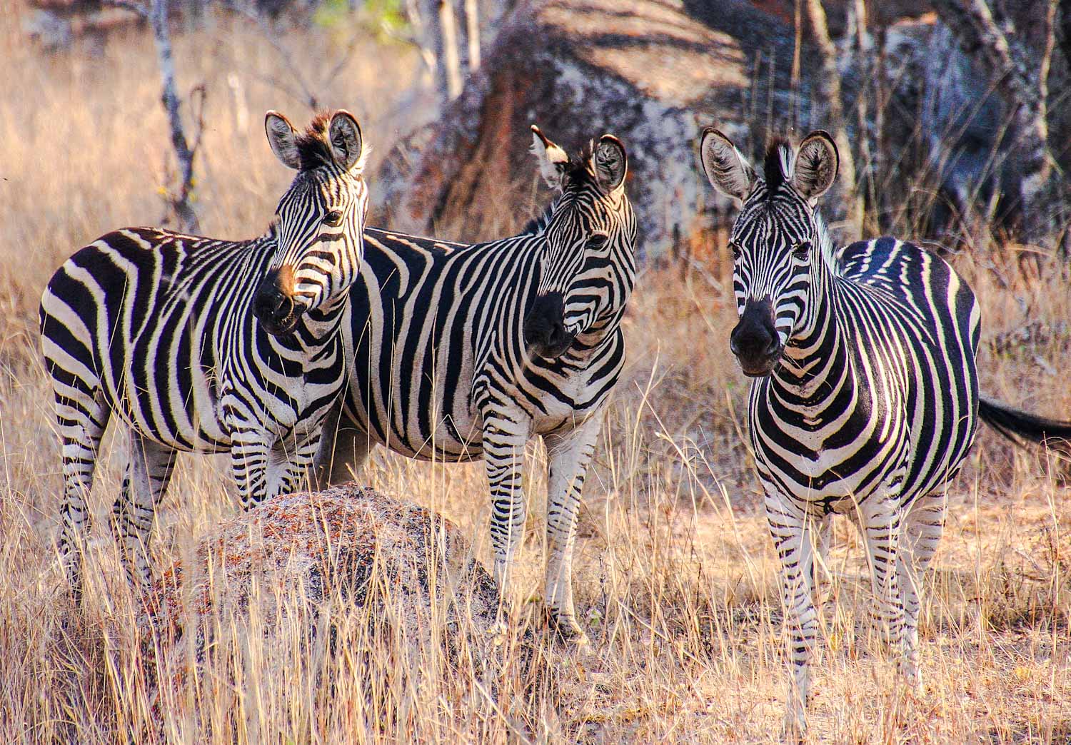 Zebras, Gosho Park