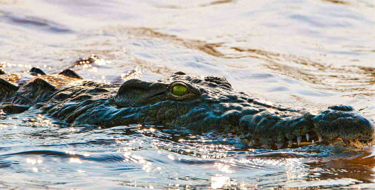 Krokodil, Lake Kariba