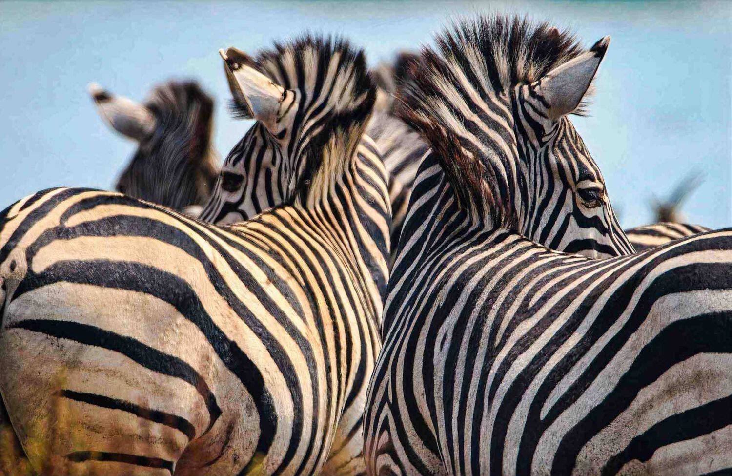 Zebras, Lake Chivero