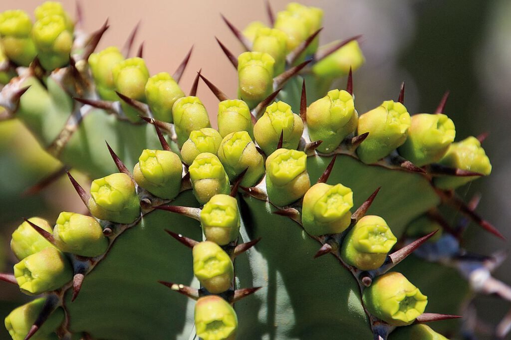 Richtersveld Nationalpark, Euphorbia virosa