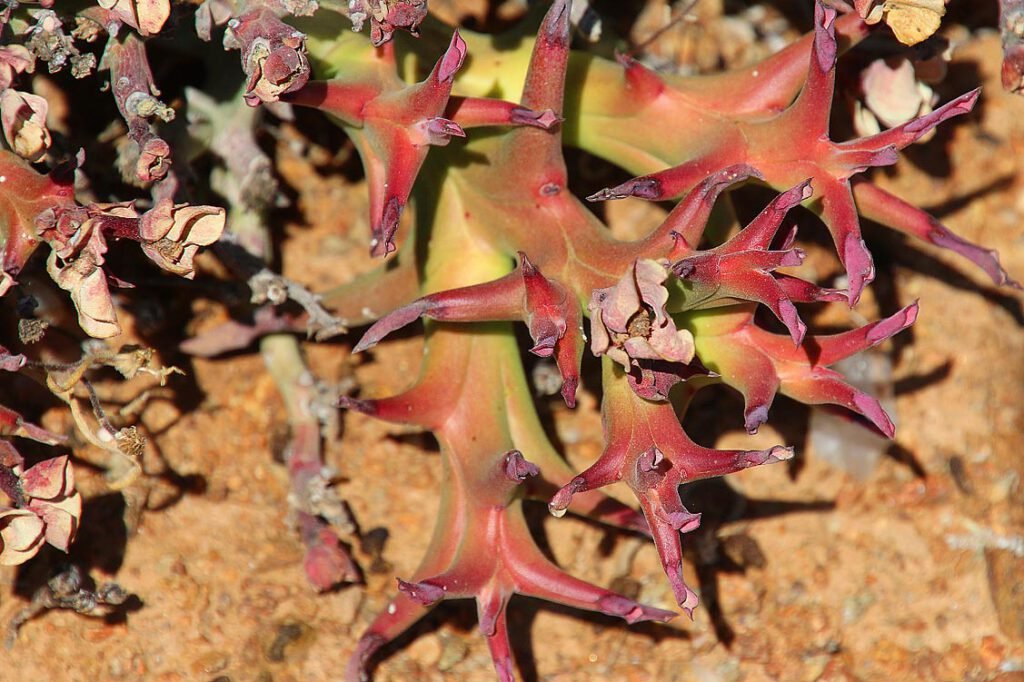 Richtersveld Nationalpark, Euphorbia hamata