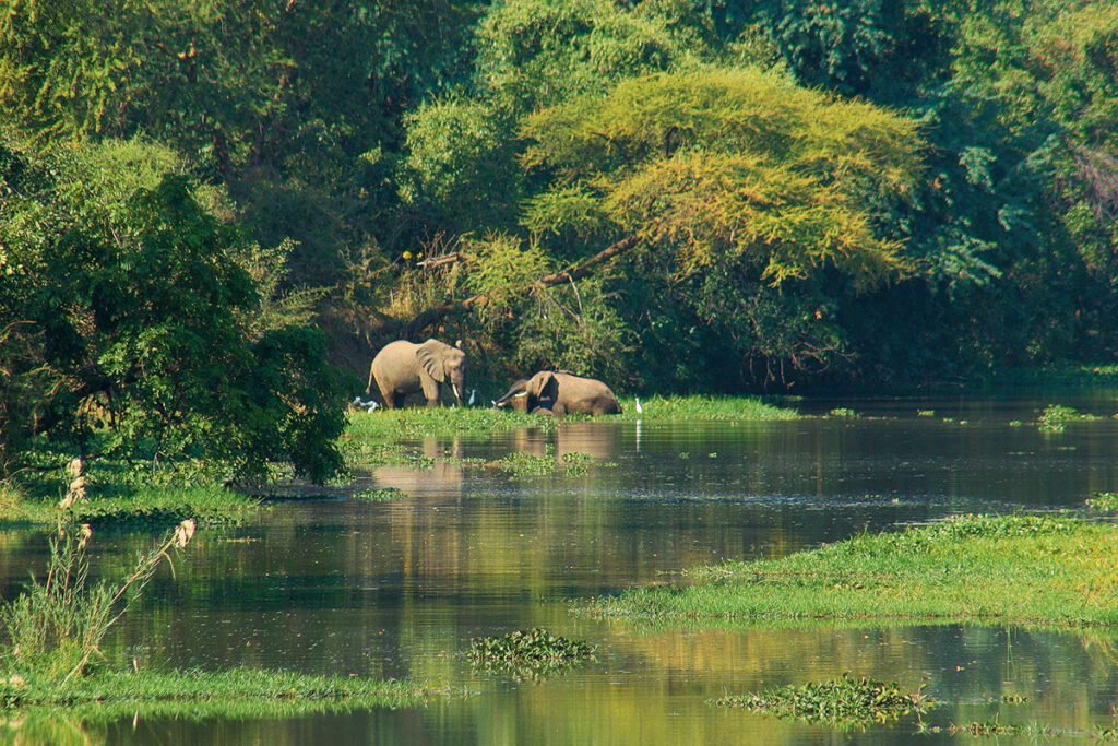 Elefantenparadies; Lower Zambezi NP
