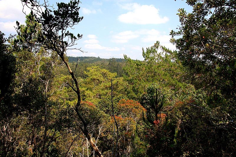 NPDer Wald im Analamazaotra