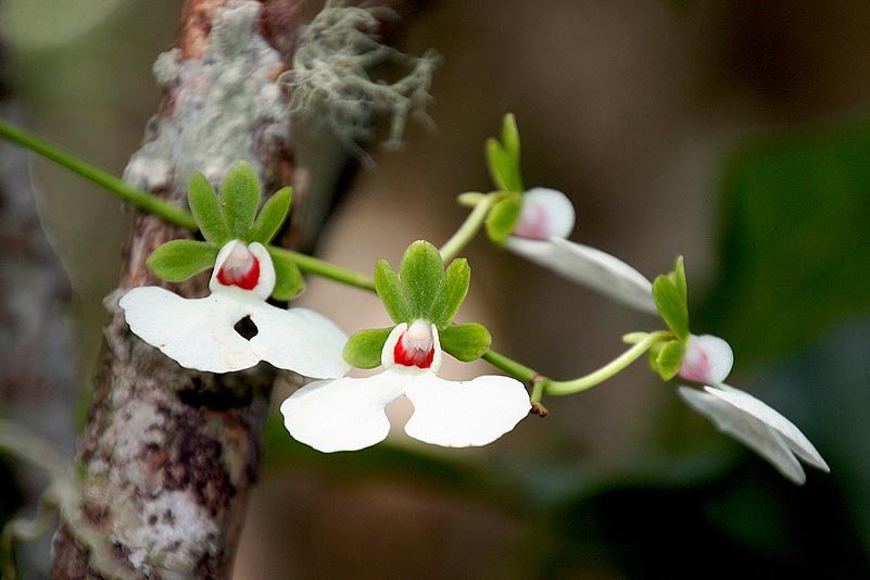 Orchidee (Oeonia oncidiflora)