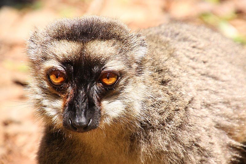 Brauner Lemur (Eulemur fulvus)