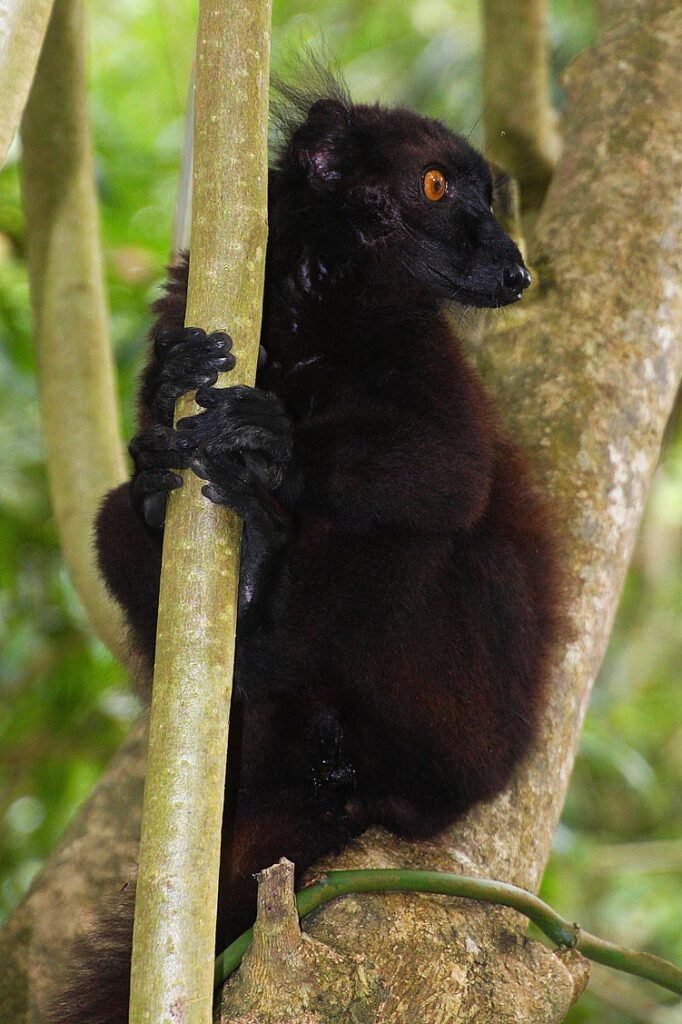 Eulemur macaco (männlich)