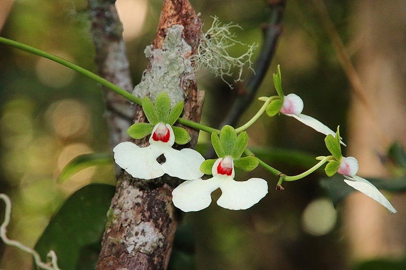 Orchidee (Oeonia oncidiflora)