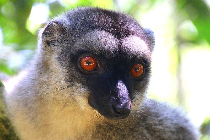 Brauner Lemur (Eulemur fulvus)