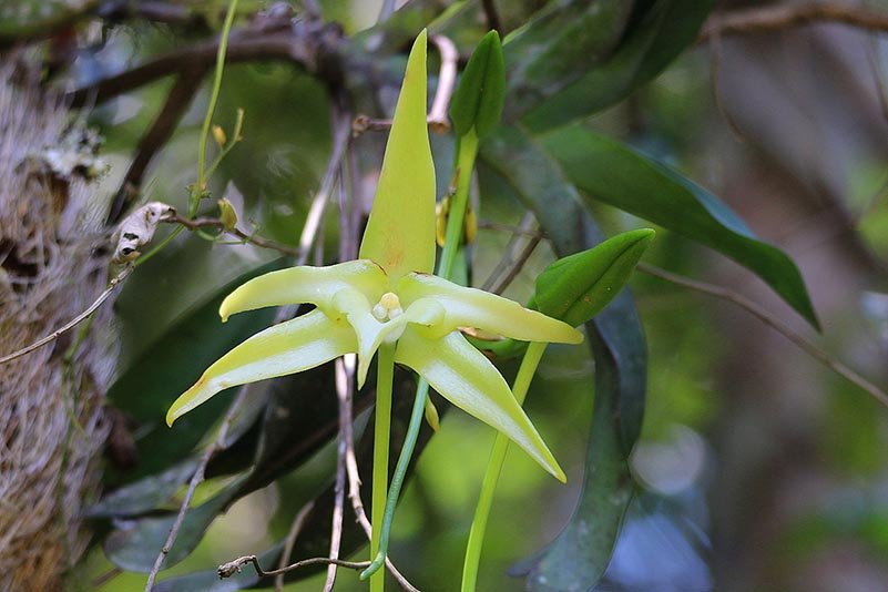 Darwins Orchidee (Angraecum sesquipedale)