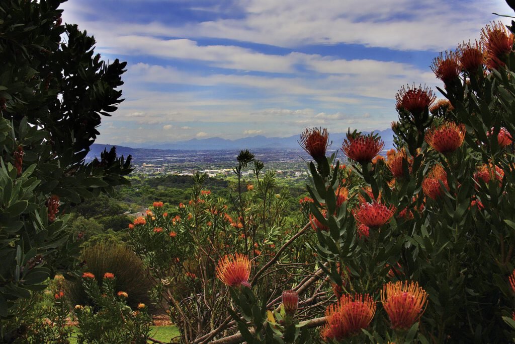 Kirstenbosch Botanical Garden - Blick auf Kapstadt