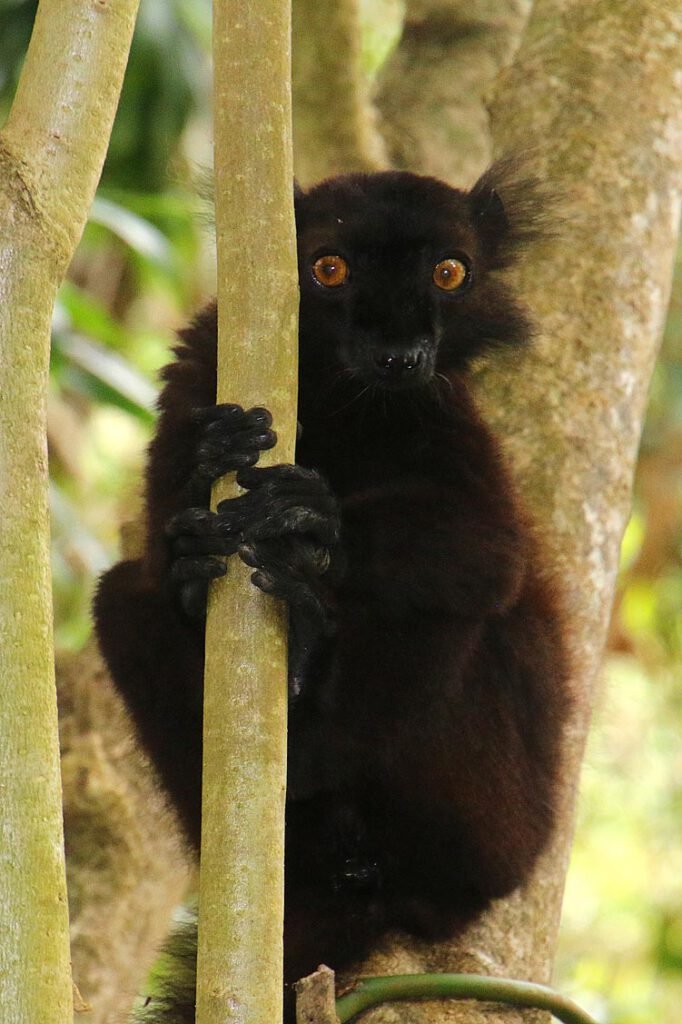 Eulemur macaco (männlich)