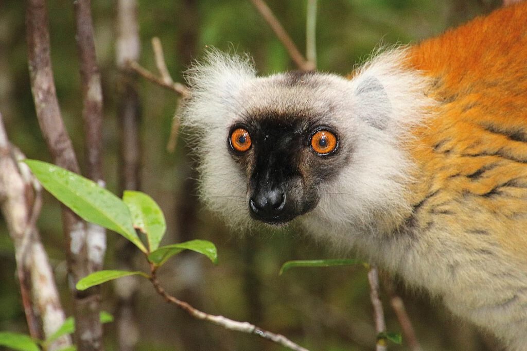 Eulemur macaco (weiblich)